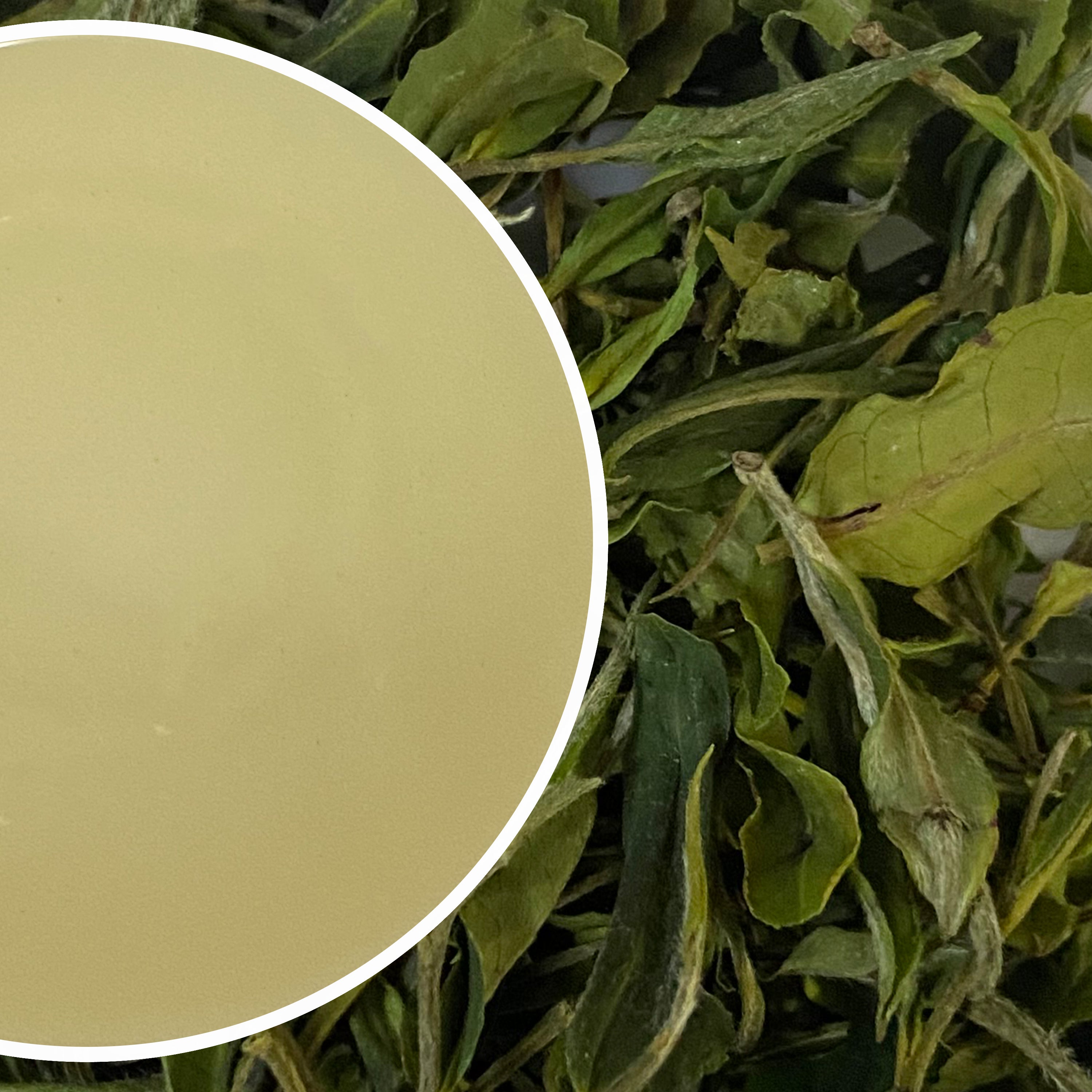 Ringtong - Pearl Echo Darjeeling White Tea First Flush 2024