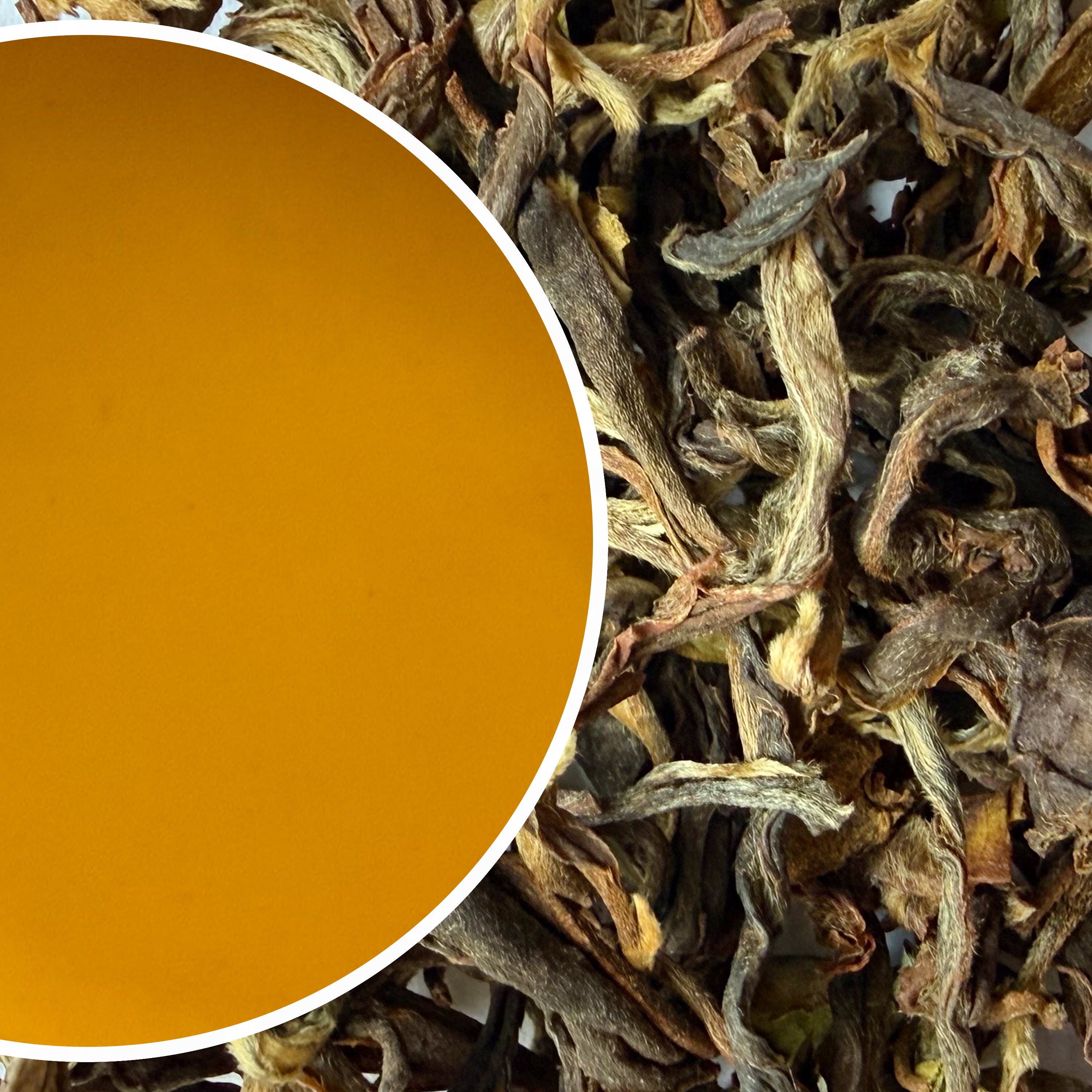 Arya - Autumnal Ruby Quasar Organic Darjeeling Black Tea Autumn Flush 2025