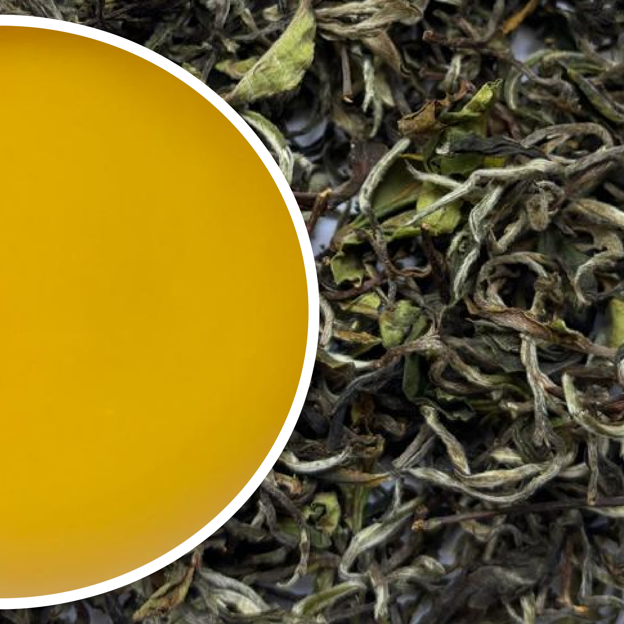 Puttabong - Spring Flowery Darjeeling Black Tea First Flush 2026