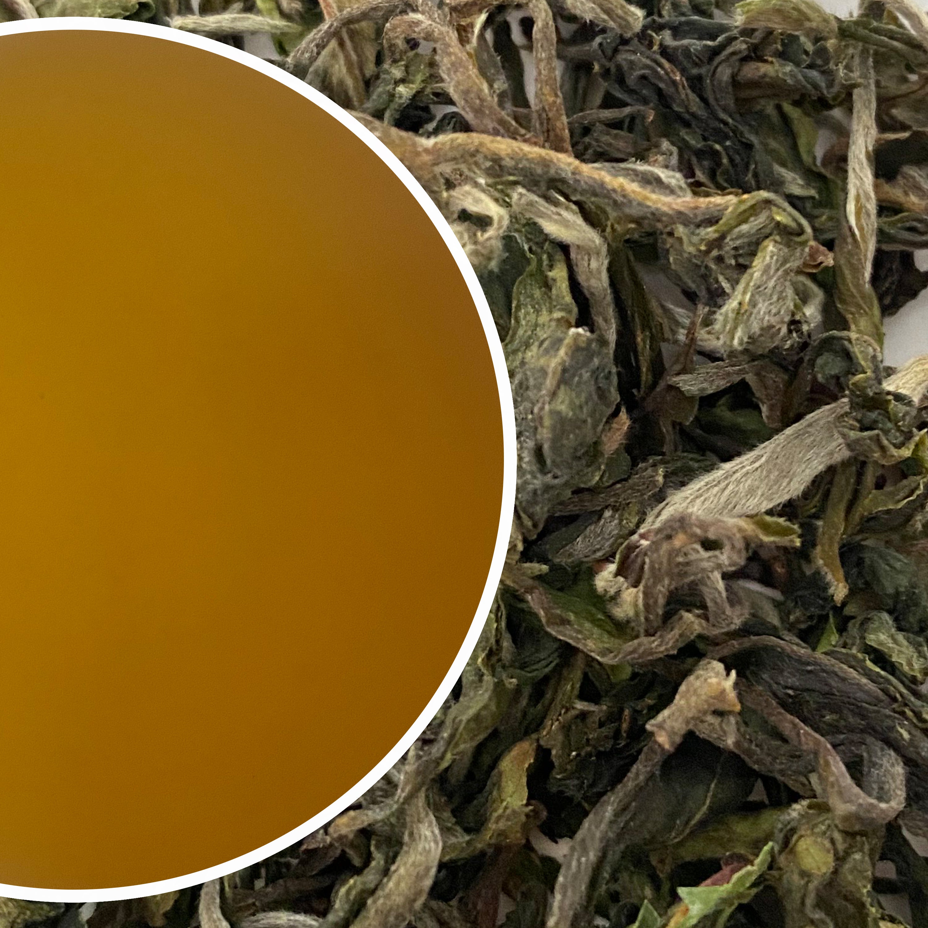 Glenburn - Spring Moonshine Darjeeling Black Tea First Flush 2025