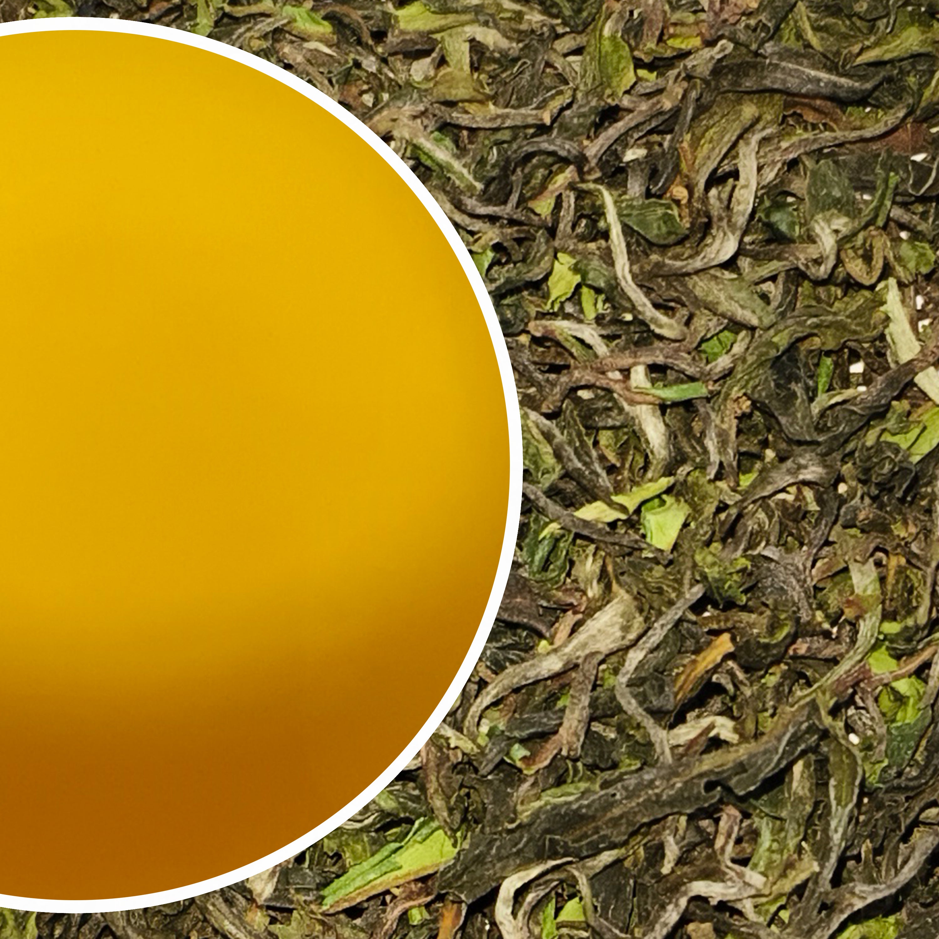 Ringtong - Spring Wonder Darjeeling Black Tea First Flush 2025