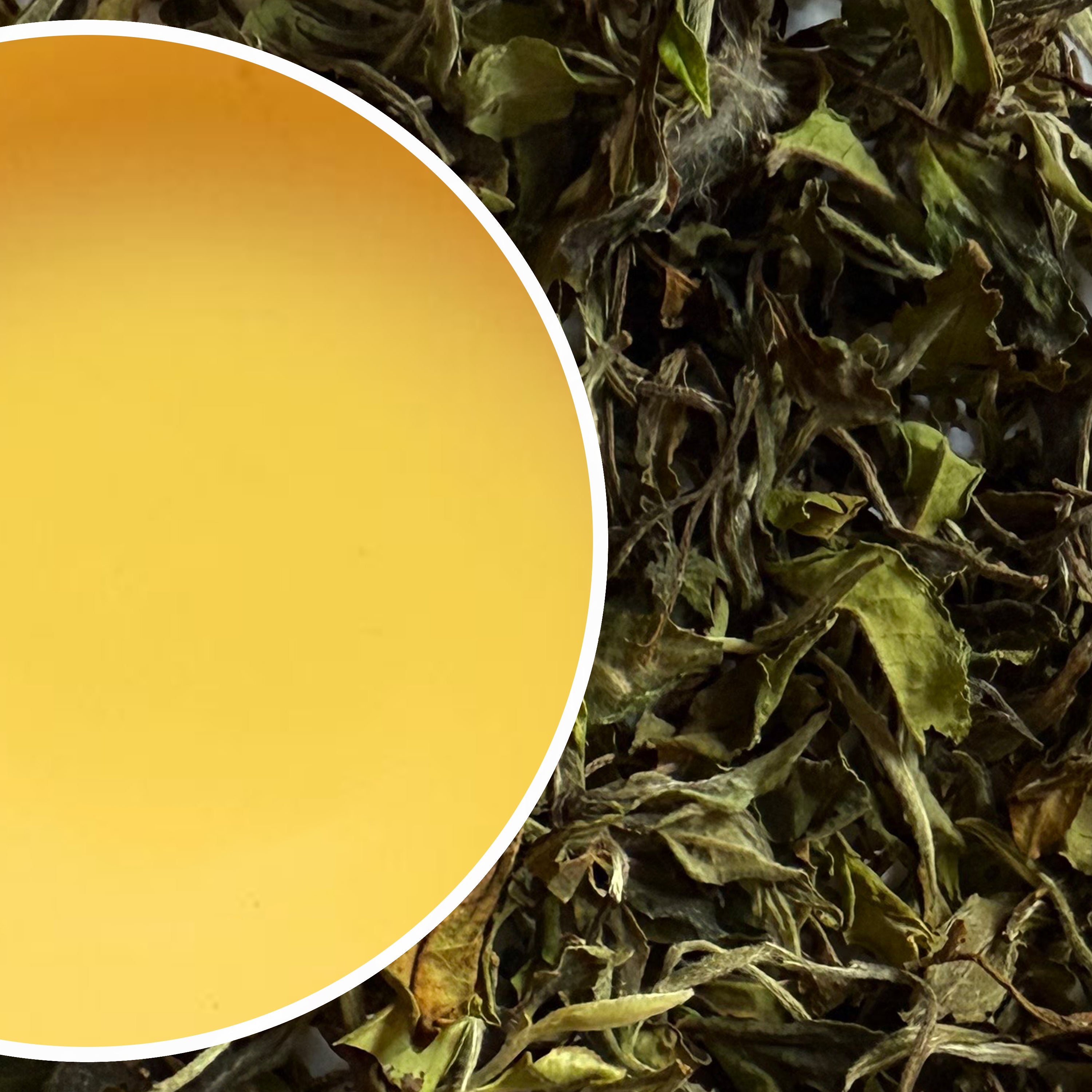 Tukvar - Green Buds Spring Darjeeling White Tea First Flush 2025
